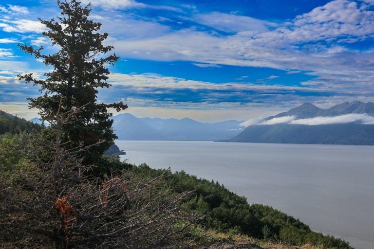 League of Women Voters Anchorage Image of Polar Bear sow and cubs.